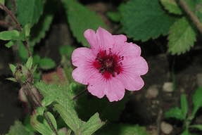 Des images de diff�rentes plantes